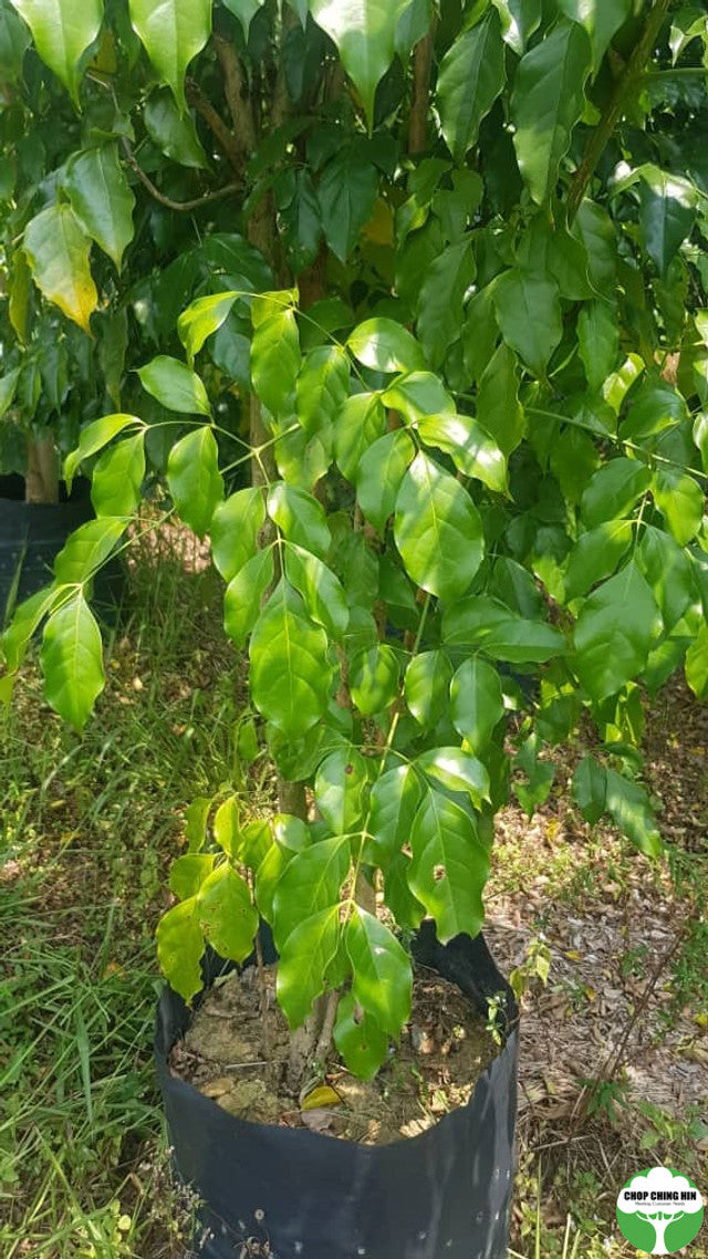 Radermachera spp.