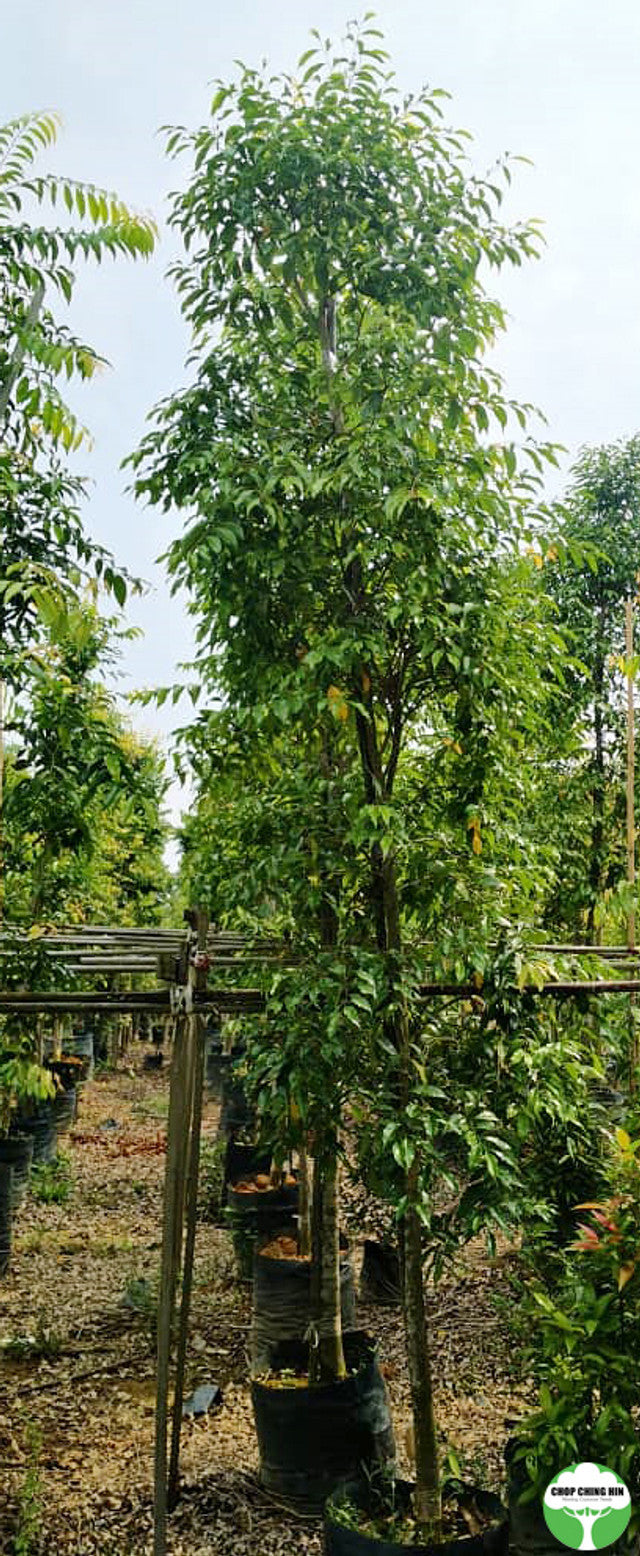 Syzygium syzygioides