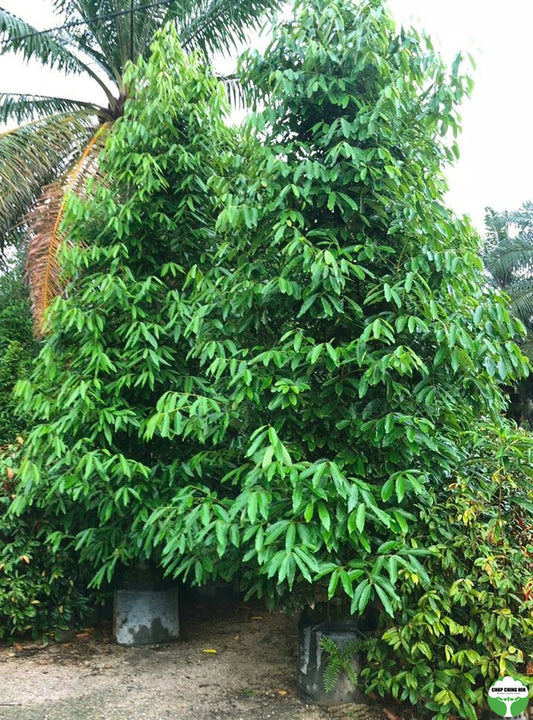 Cinnamomum iners Cinnamomum iners