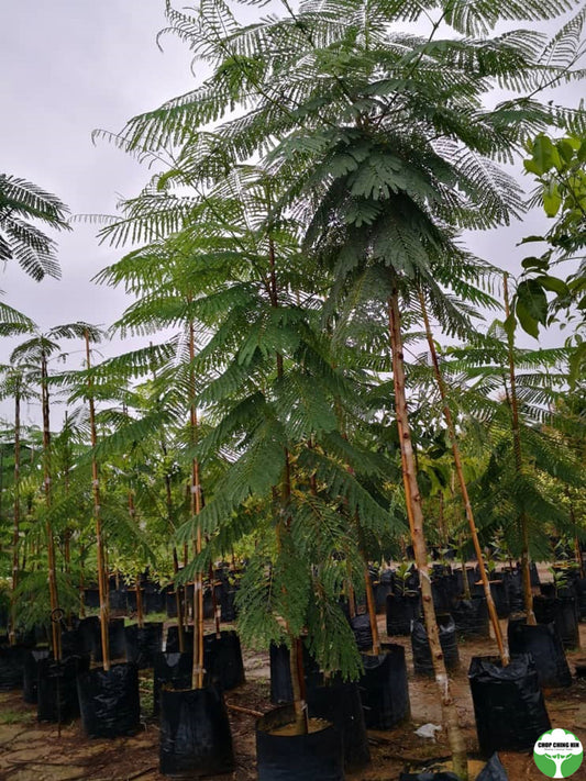 Delonix regia