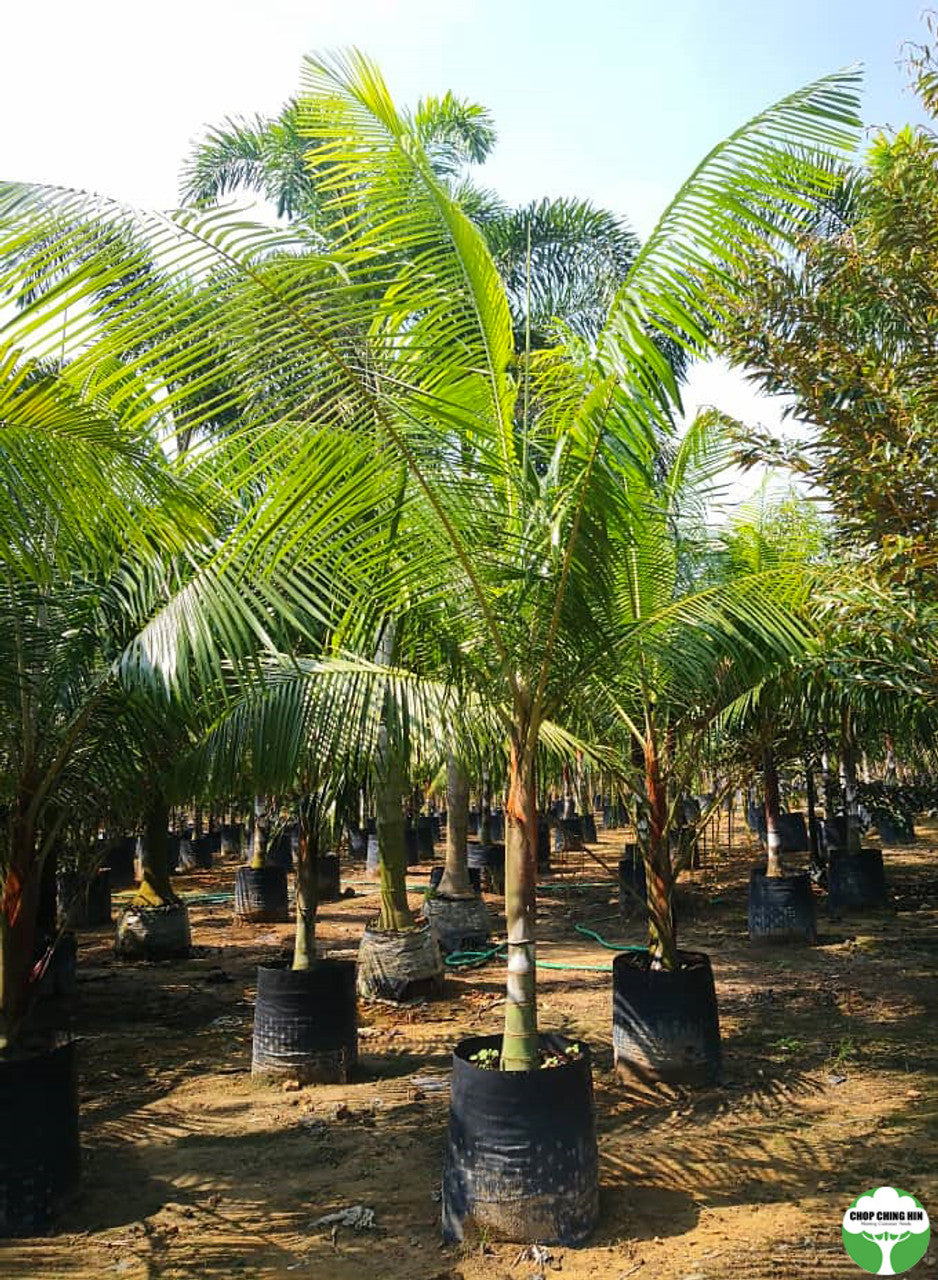 Dypsis leptocheilos (Redneck Palm)