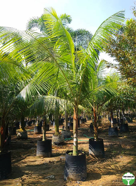 Dypsis leptocheilos (Redneck Palm)