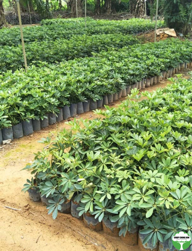 Schefflera arboricola