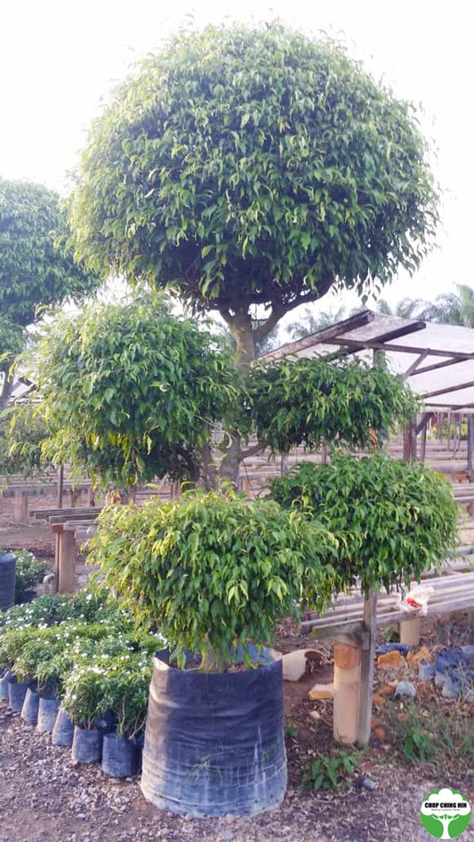 Ficus benjamina (Bonsai)