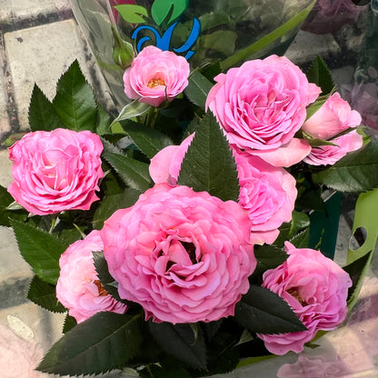 Roses (0.2m) [Multiple Colours]