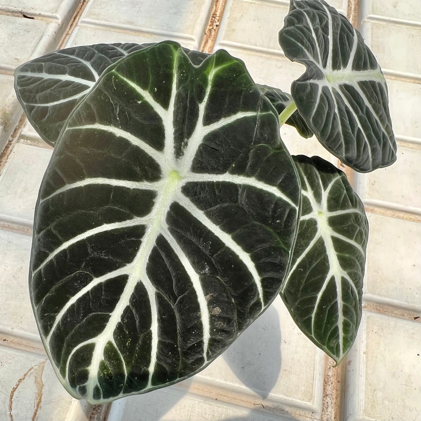 Alocasia Black Velvet (0.3m)