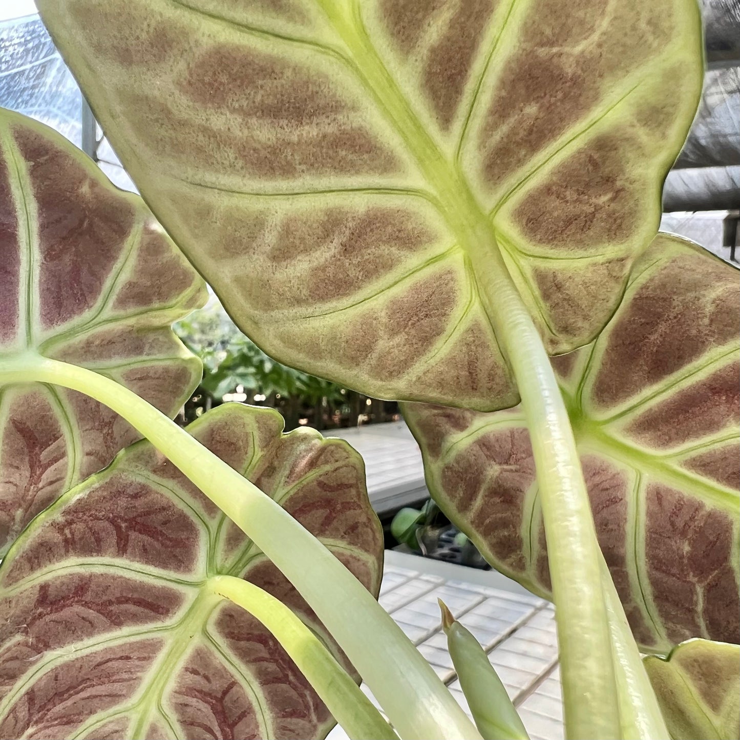 Alocasia Black Velvet (0.3m)