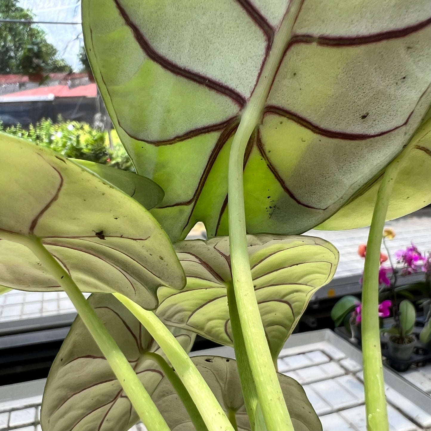 Alocasia Sliver Dragon (0.3m)