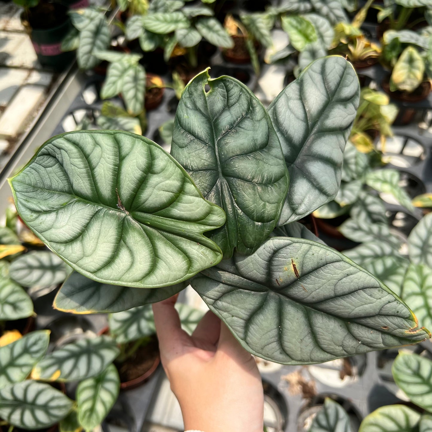 Alocasia Sliver Dragon (0.3m)
