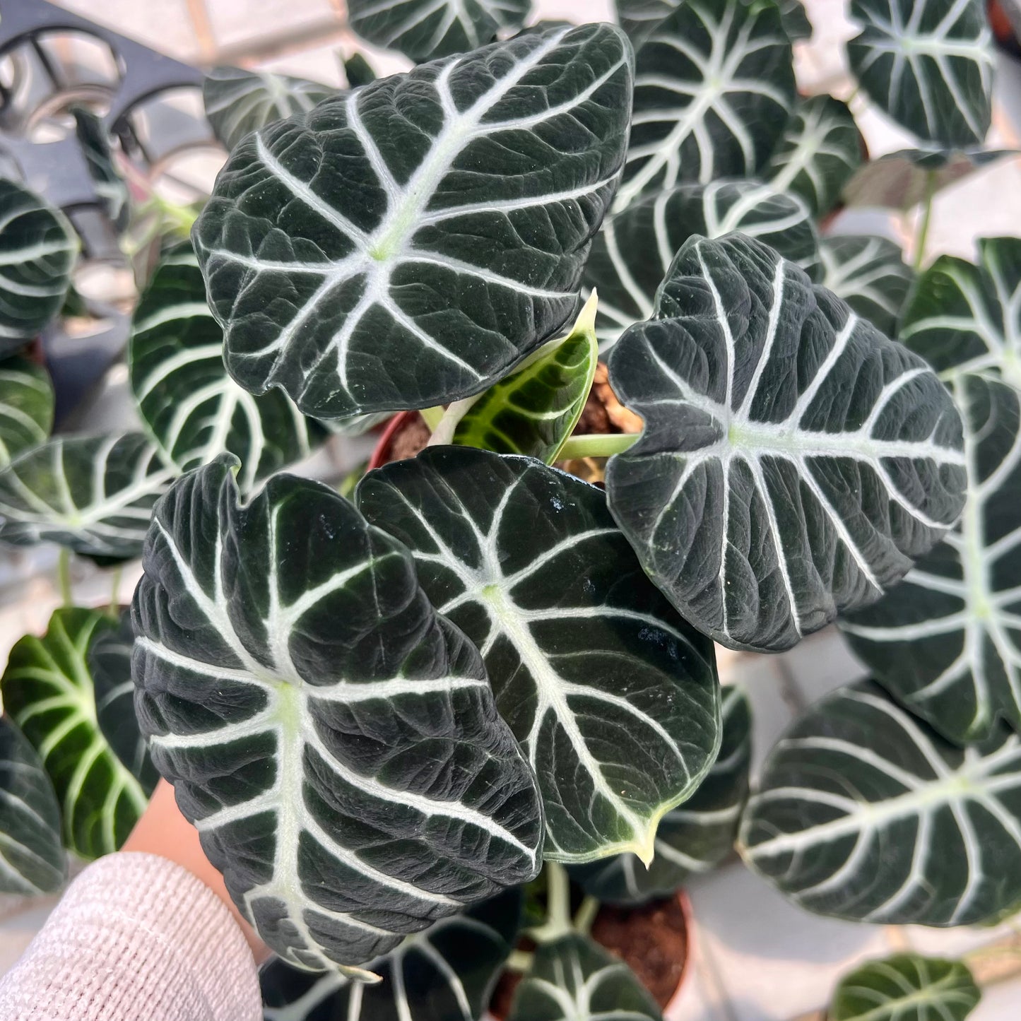Alocasia Black Velvet (0.3m)