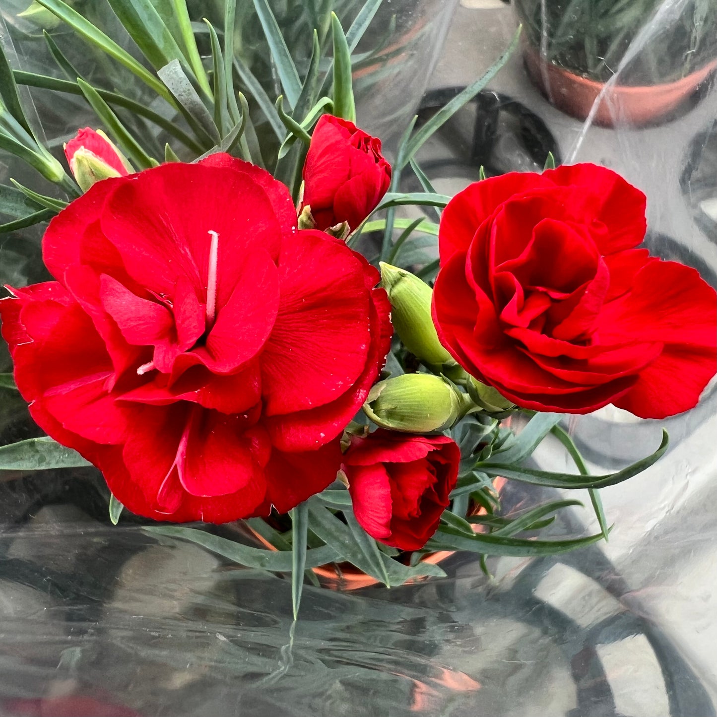 Double Petal Roses (0.3m) [Multiple Colours]