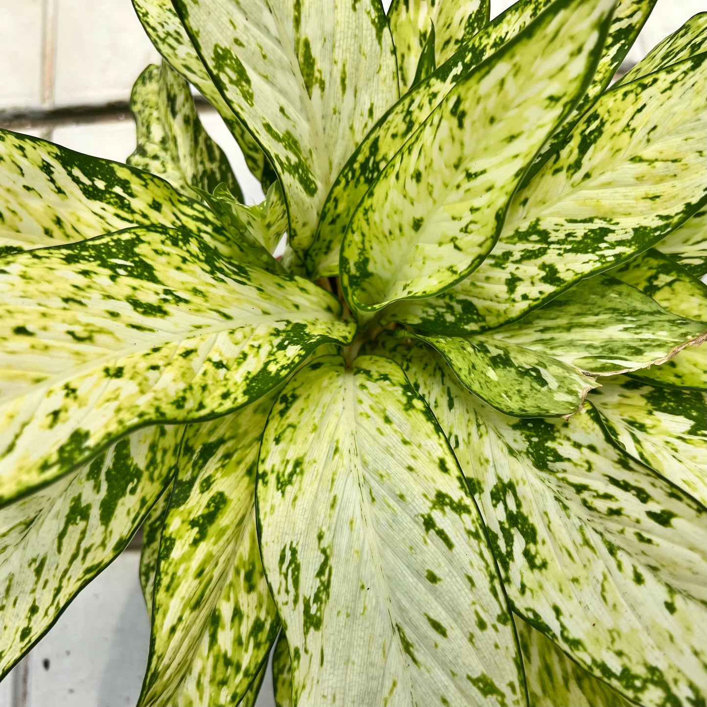 Aglaonema Snow White (0.5m)