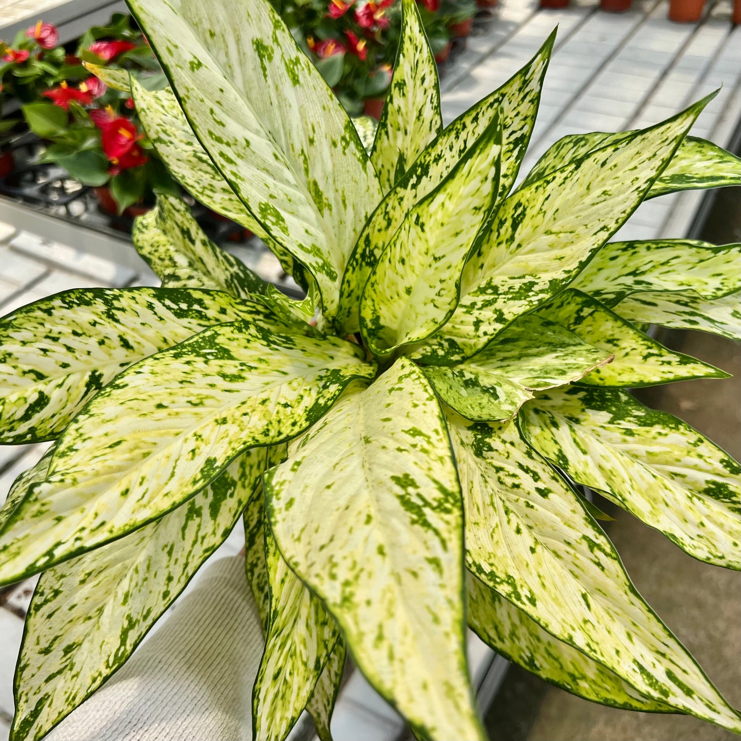 Aglaonema Snow White (0.5m)