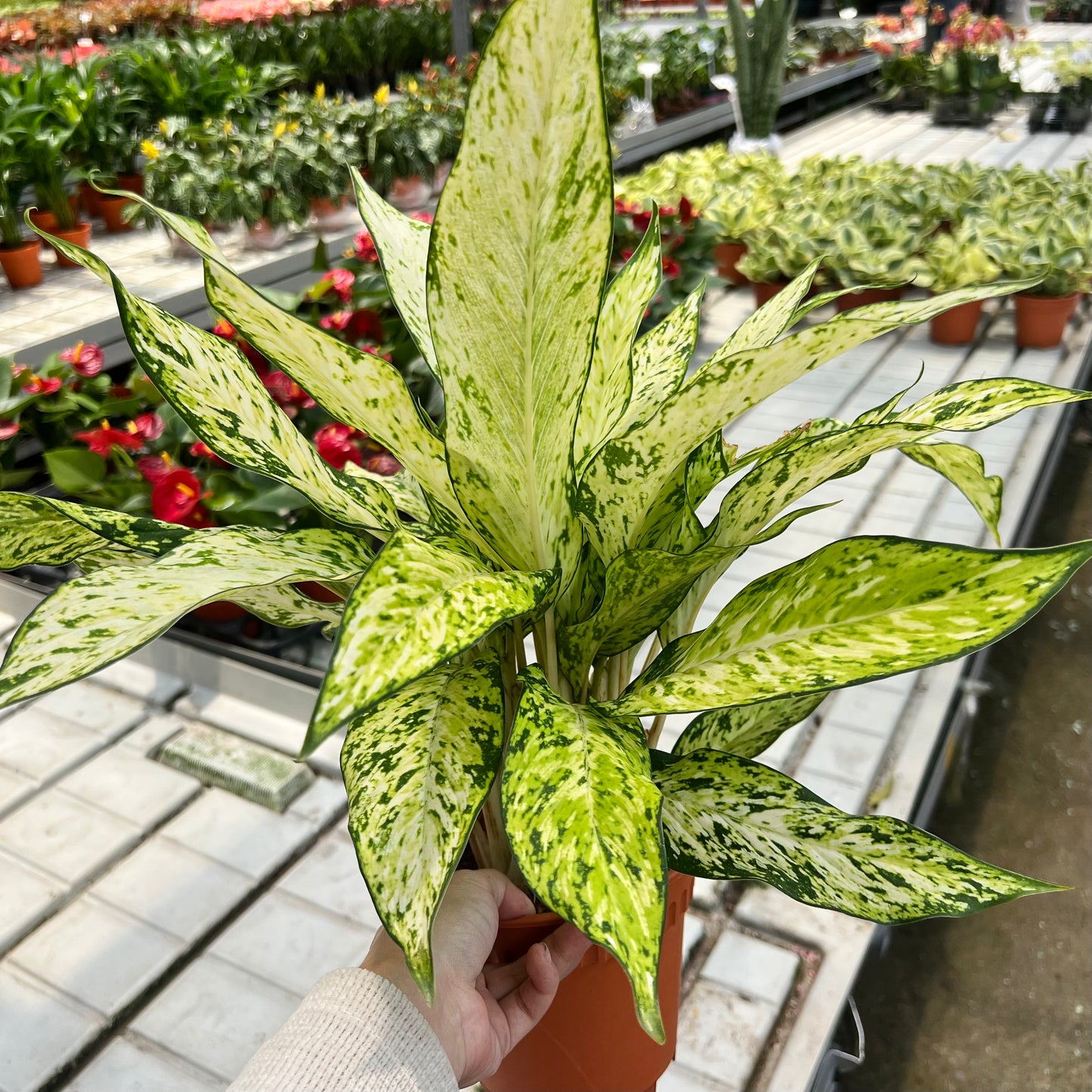 Aglaonema Snow White (0.5m)