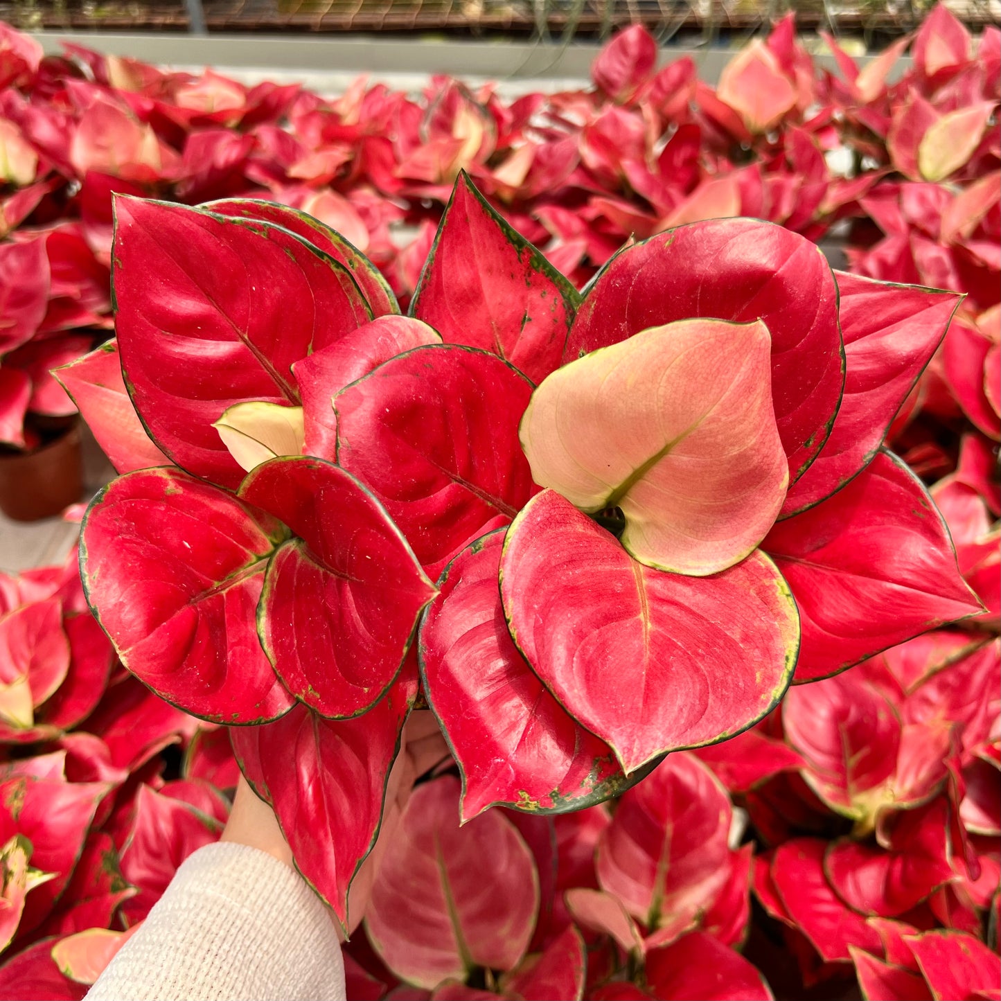 Aglaonema Pink (0.3m)