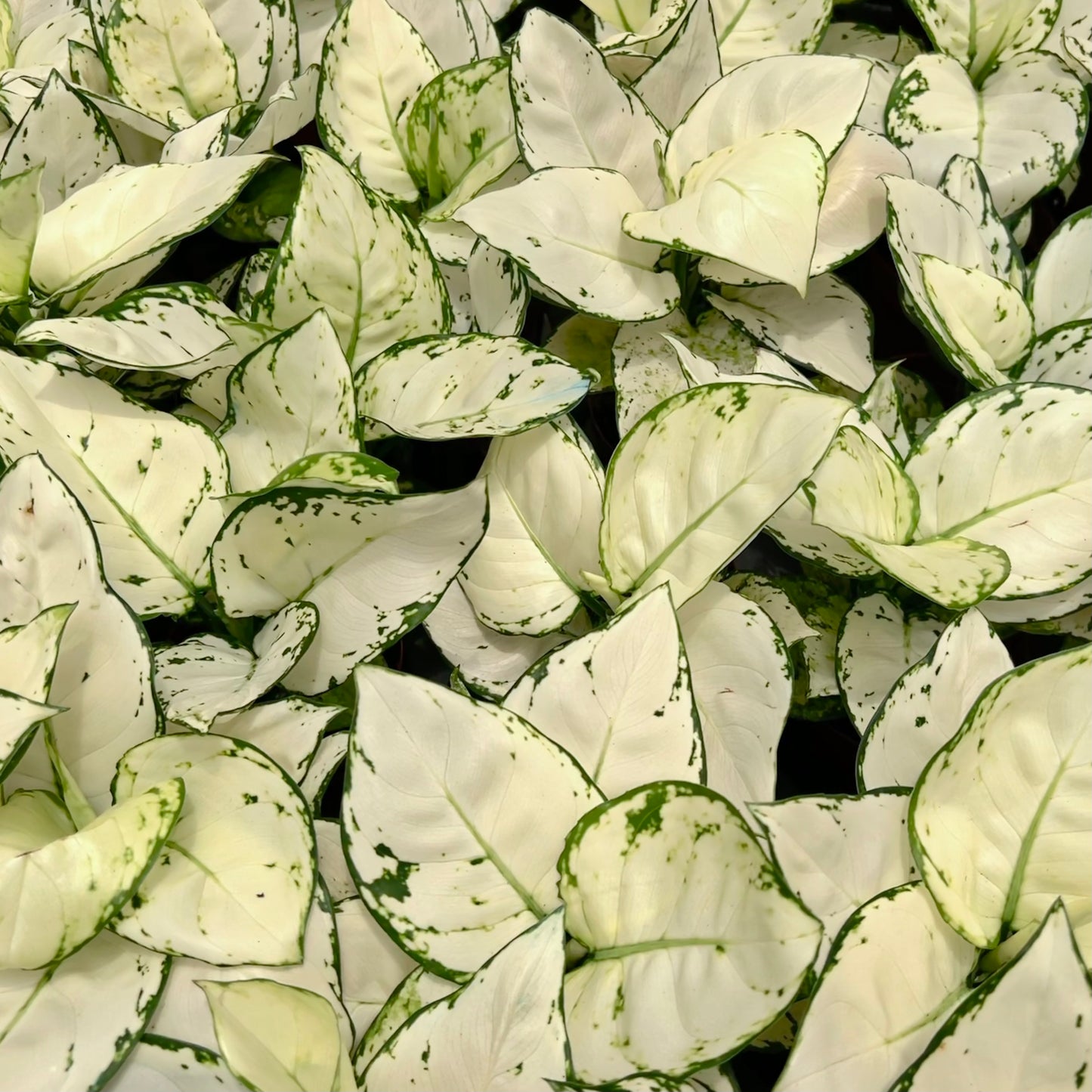 Aglaonema White Joy (0.3m)