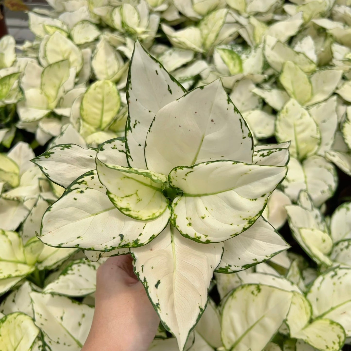 Aglaonema White Joy (0.3m)
