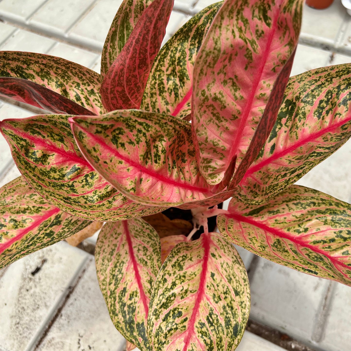 Aglaonema Shining Star (0.3m)