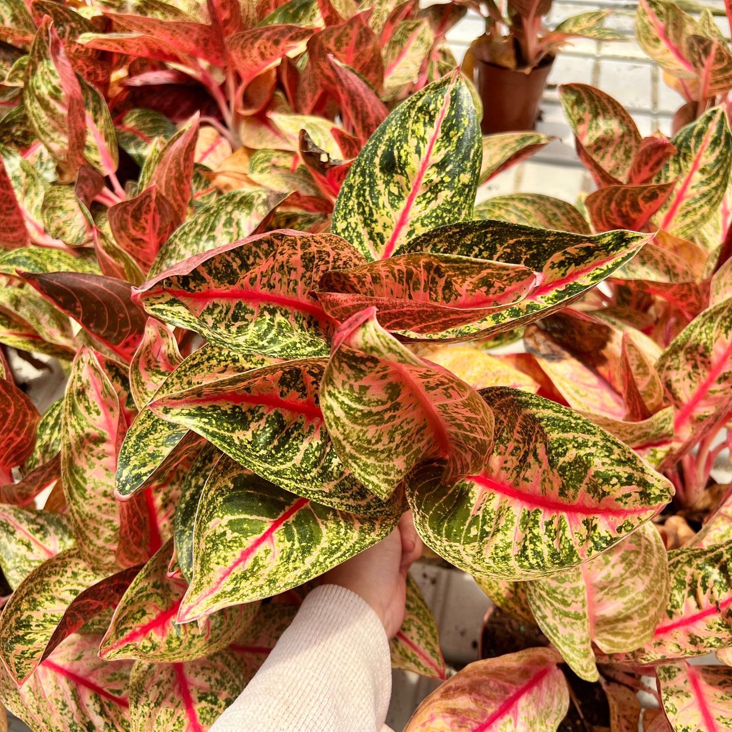 Aglaonema Shining Star (0.3m)