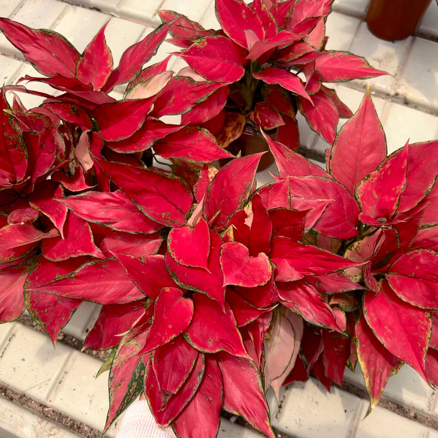 Aglaonema Super Red (0.3m)