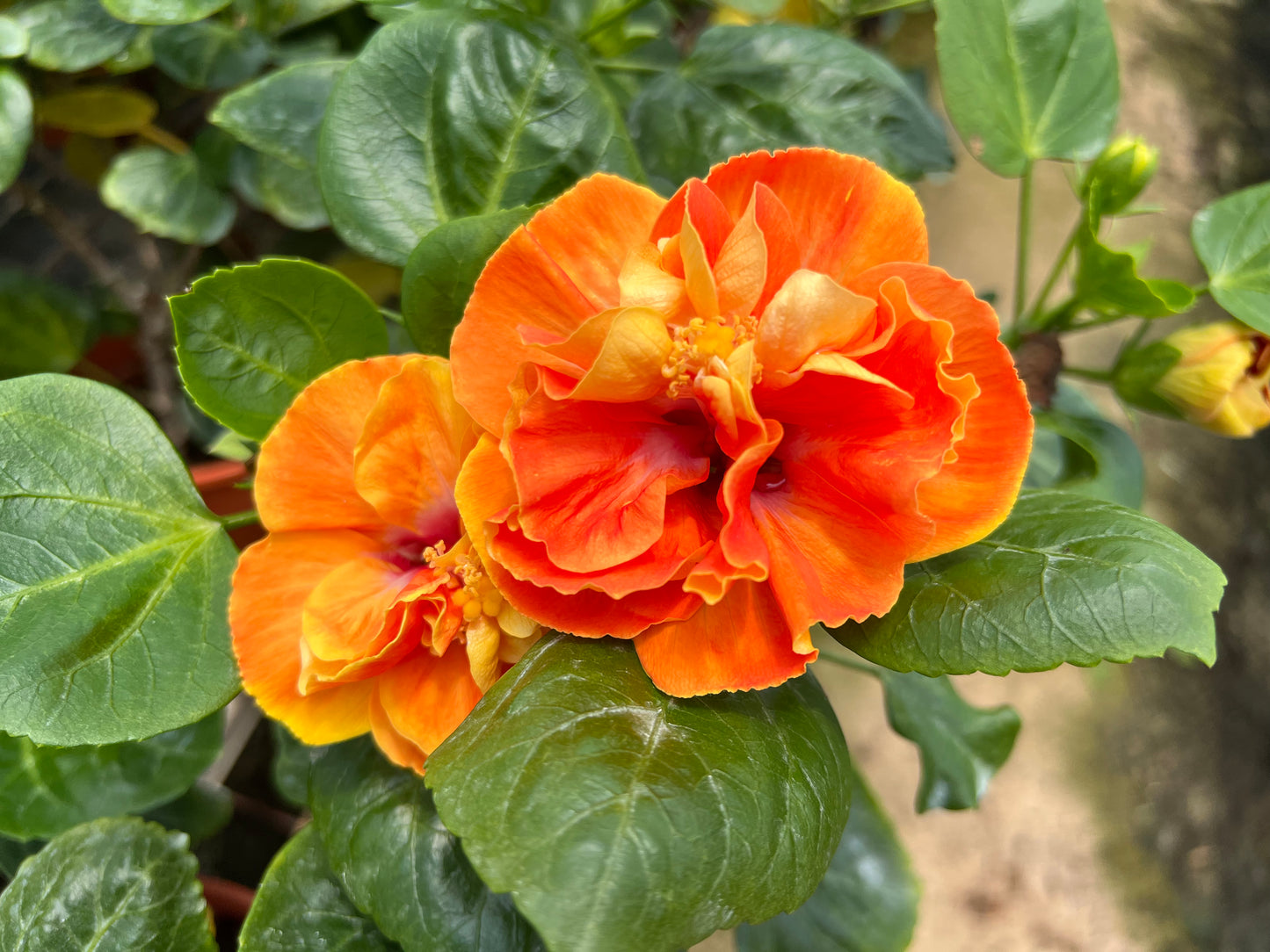 Double Petal Hibiscus (0.4m) [Multiple Colours]