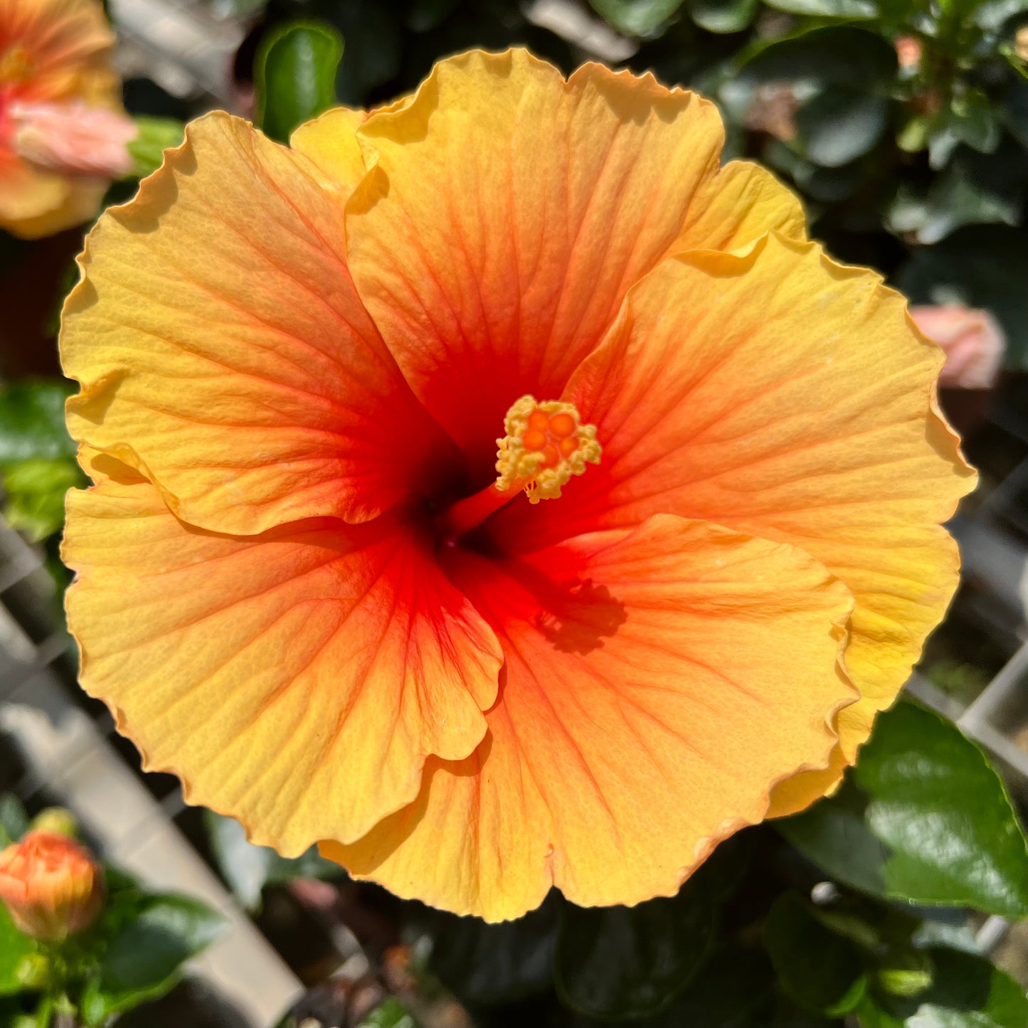 orange