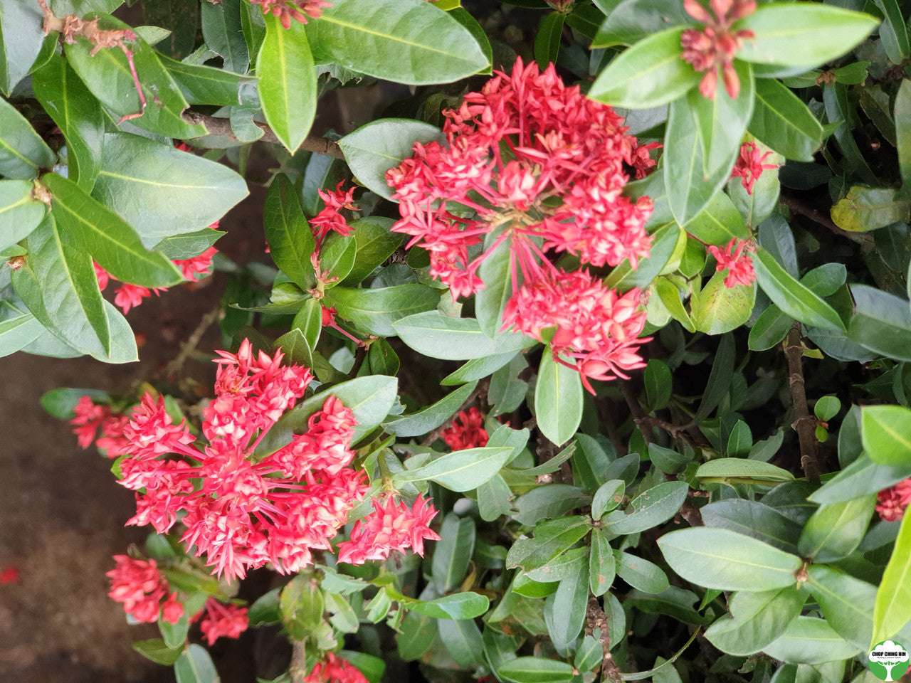 Ixora 'Crimson Star'
