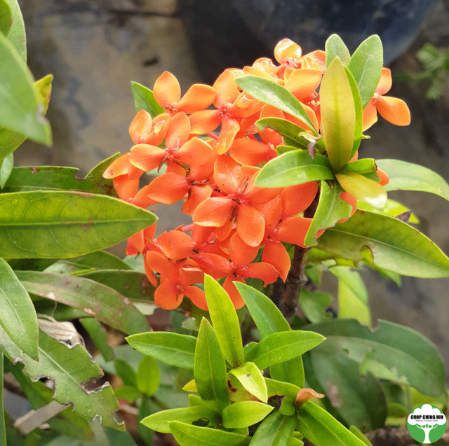 Ixora 'Dwarf Orange'