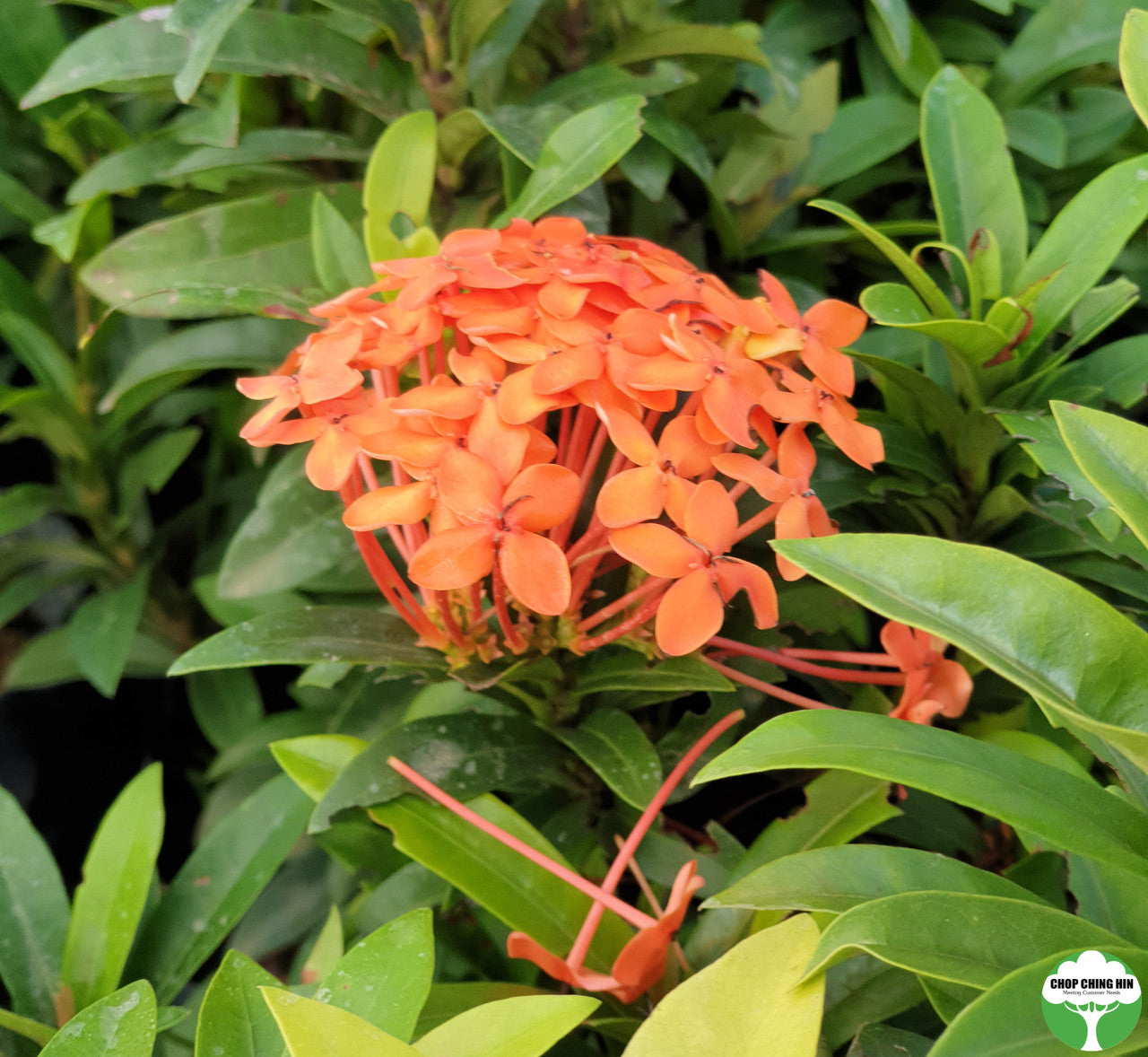 Ixora 'Dwarf Orange'