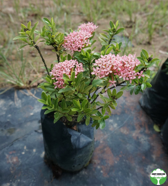 Ixora 'Dwarf Pink'