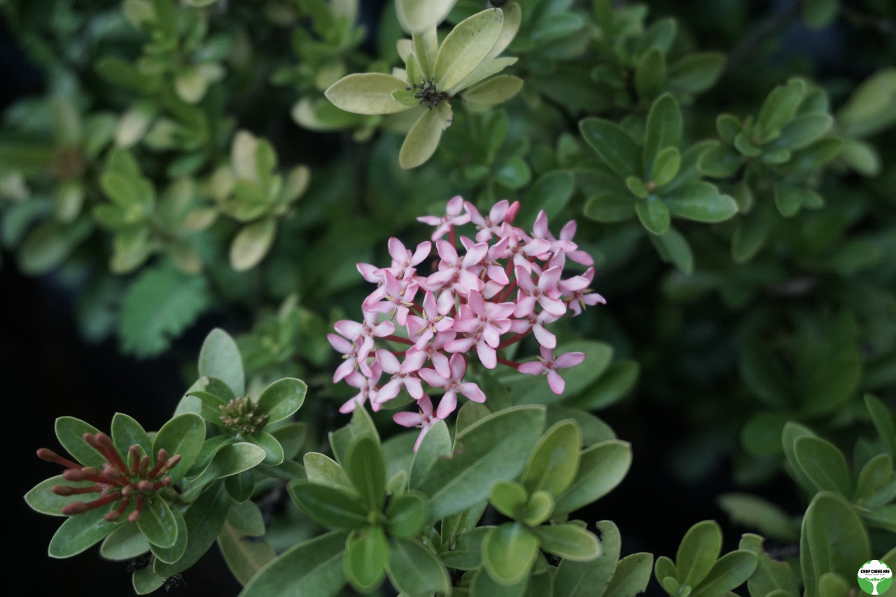 Ixora 'Dwarf Pink'