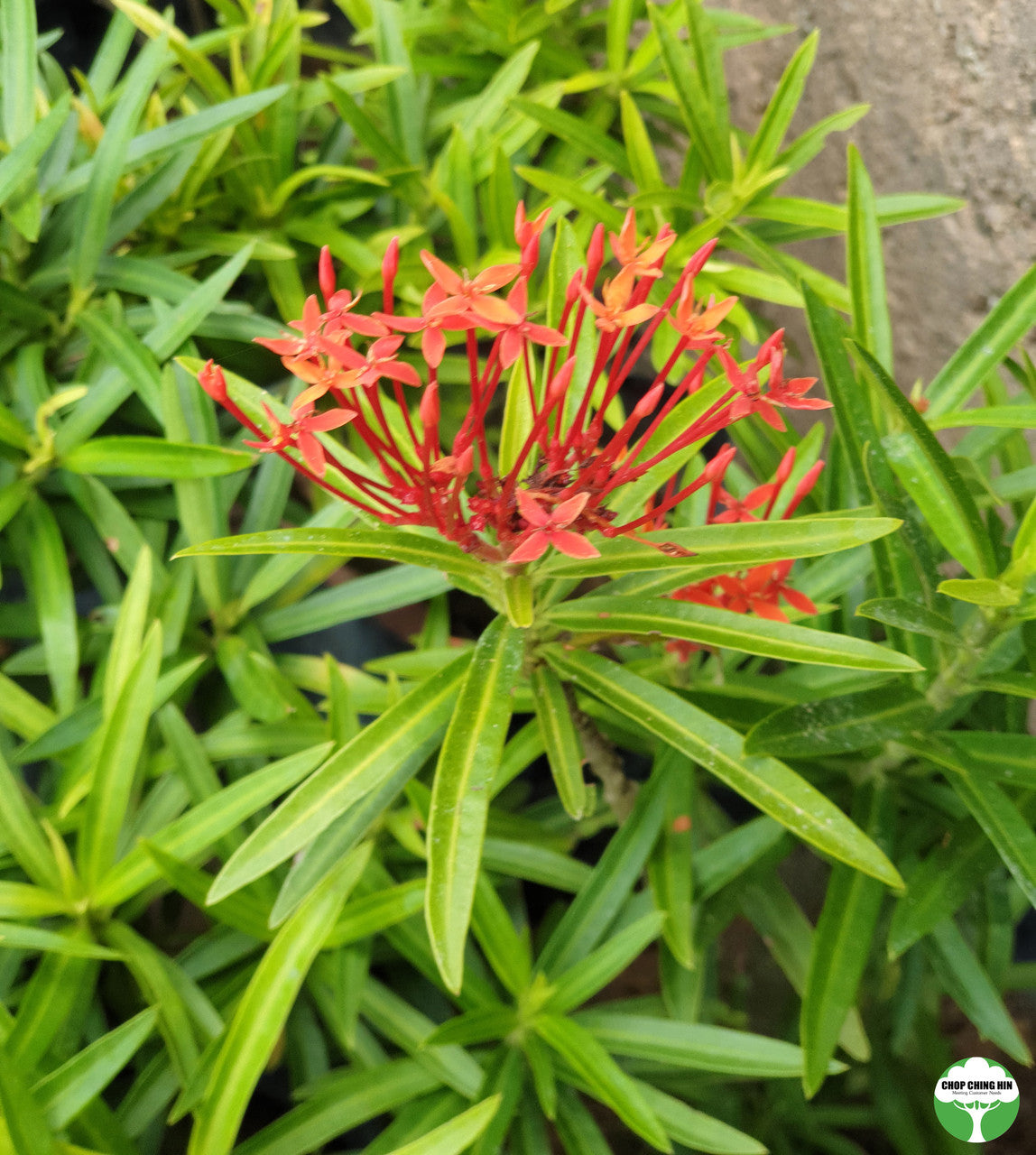 Ixora 'Sri Lanka'