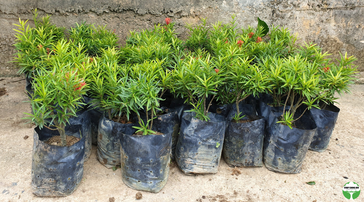 Ixora 'Sri Lanka'