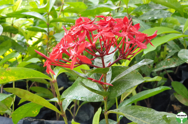 Ixora 'Super King'