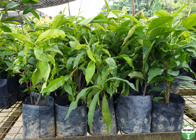 Ixora 'Super King'