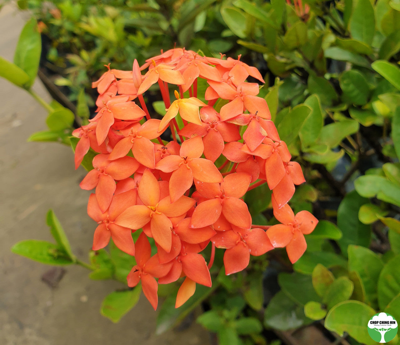 Ixora 'Super Orange'