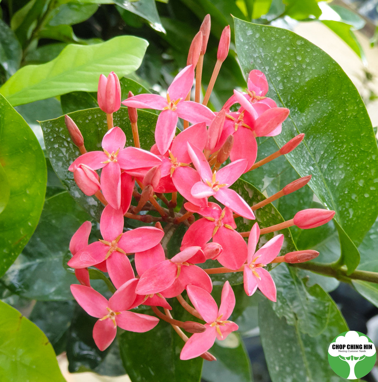 Ixora 'Super Pink'