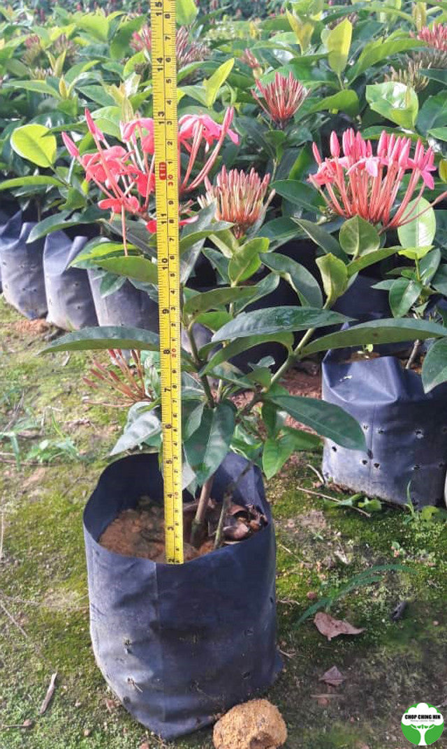 Ixora 'Super Pink'