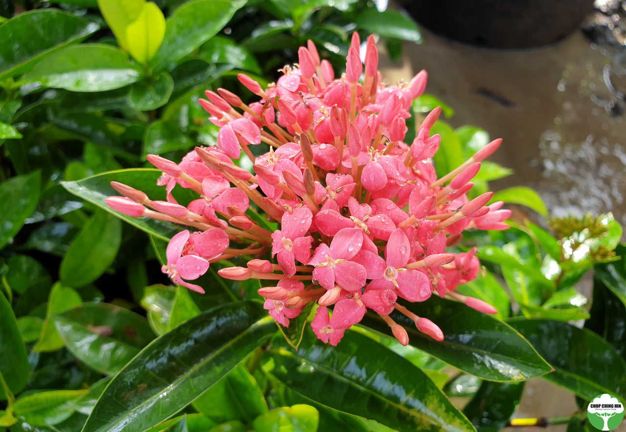 Ixora 'Super Pink'