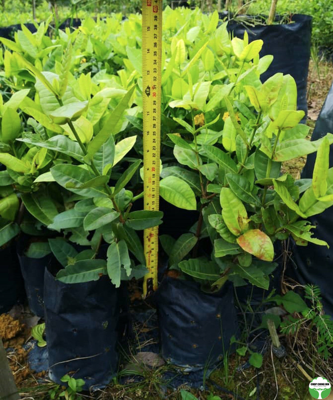 Ixora 'Yellow'