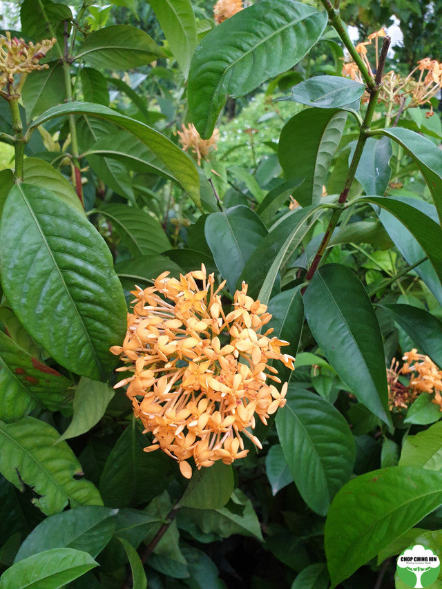 Ixora Congesta