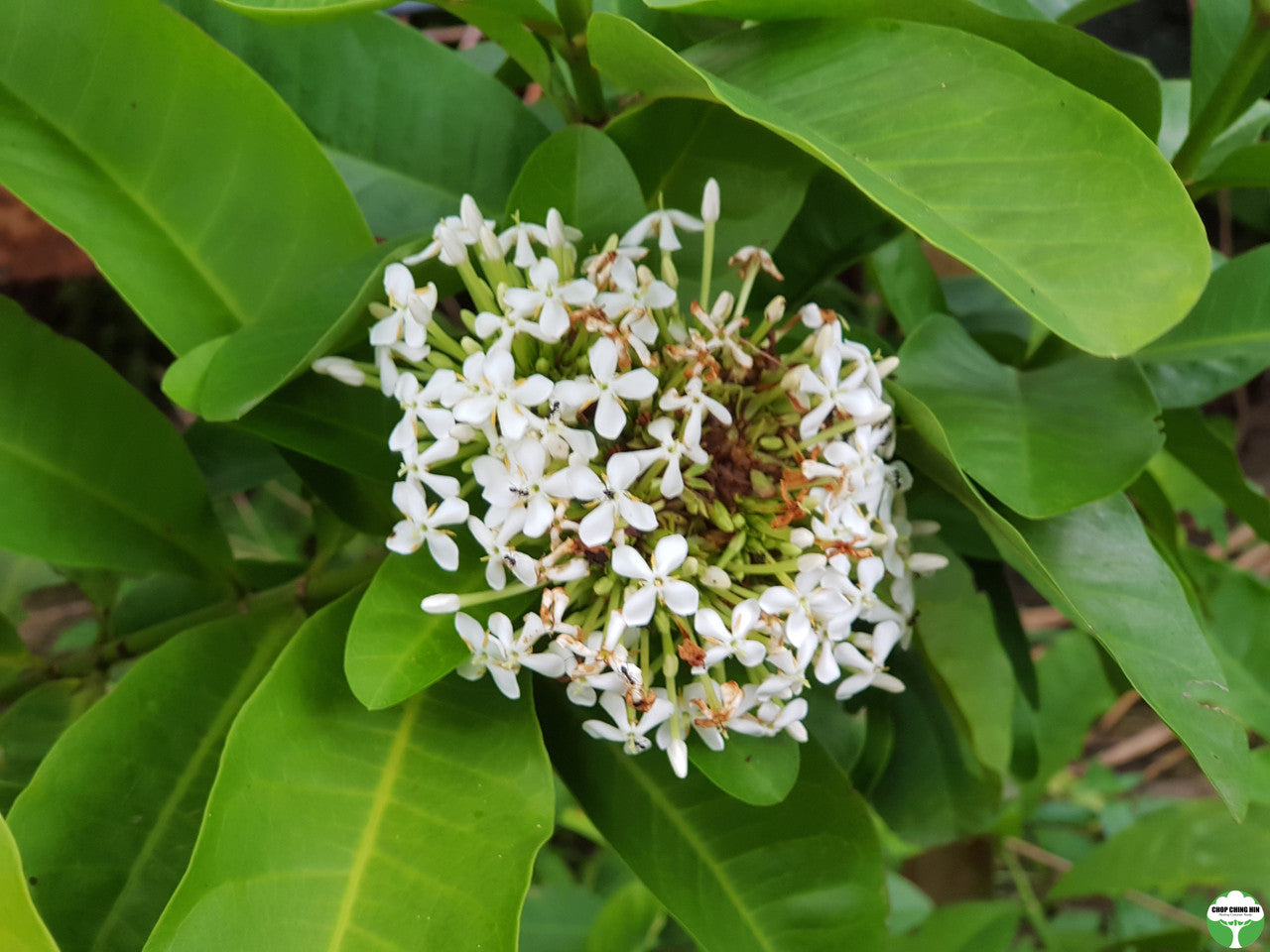 Ixora finlaysoniana
