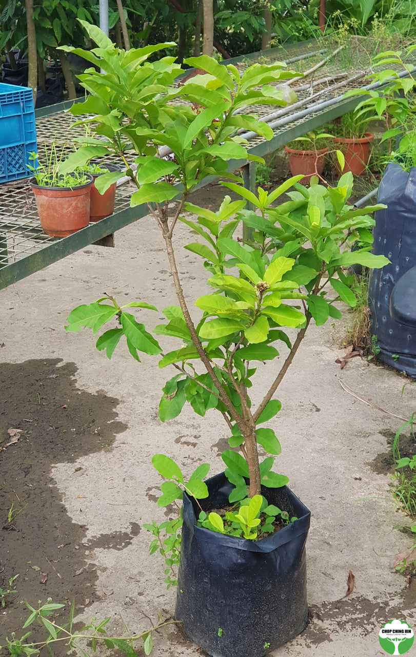 Ixora finlaysoniana