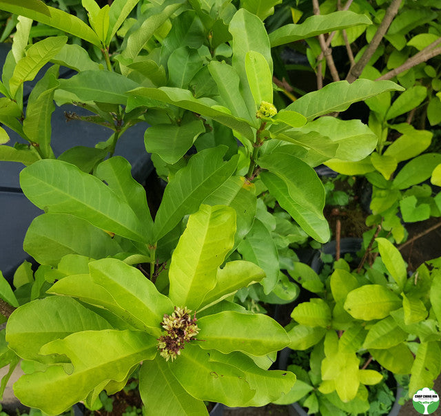 Ixora finlaysoniana