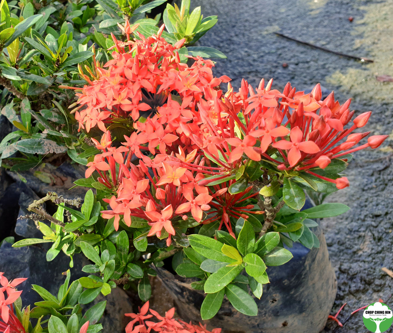 Ixora siamensis
