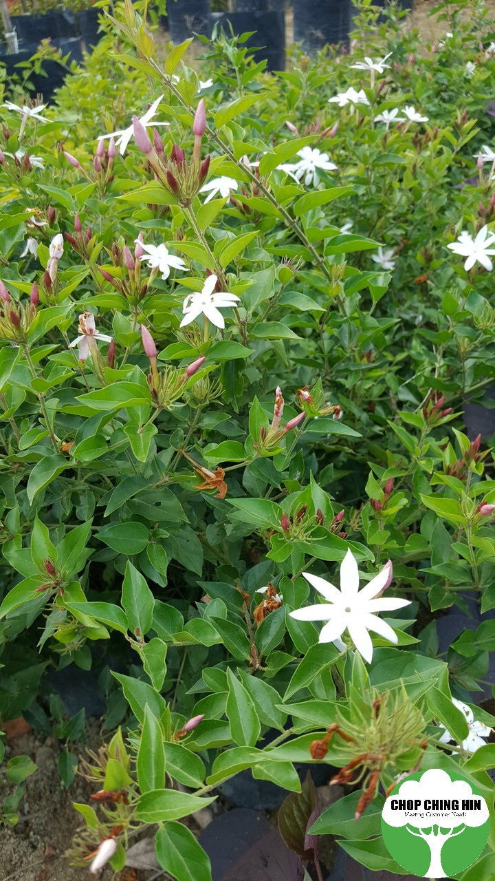 Jasminum laurifolium