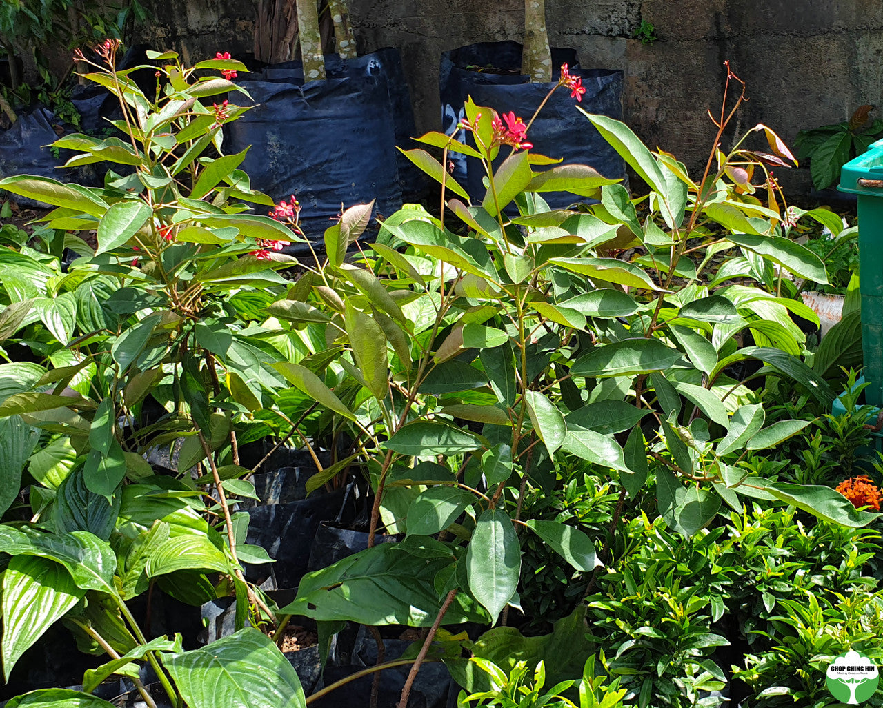 Jatropha integerrima