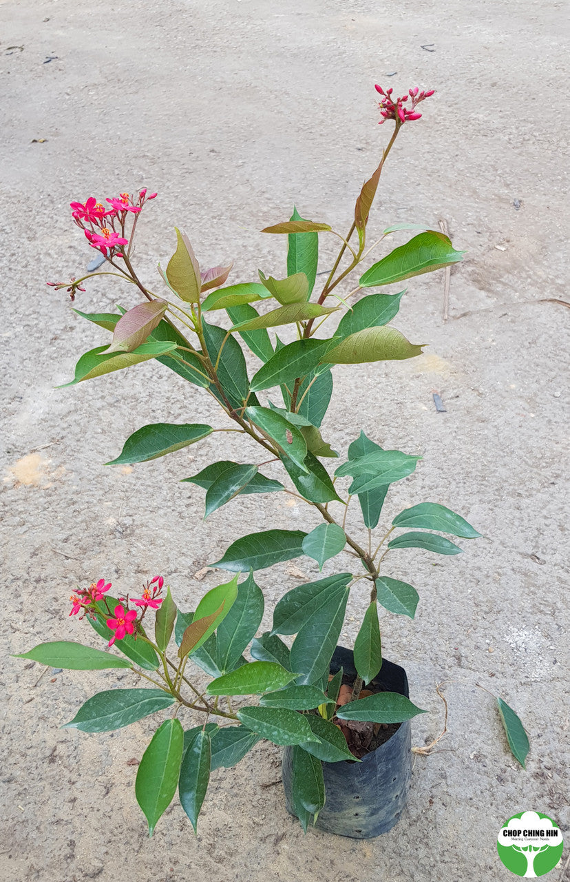 Jatropha integerrima