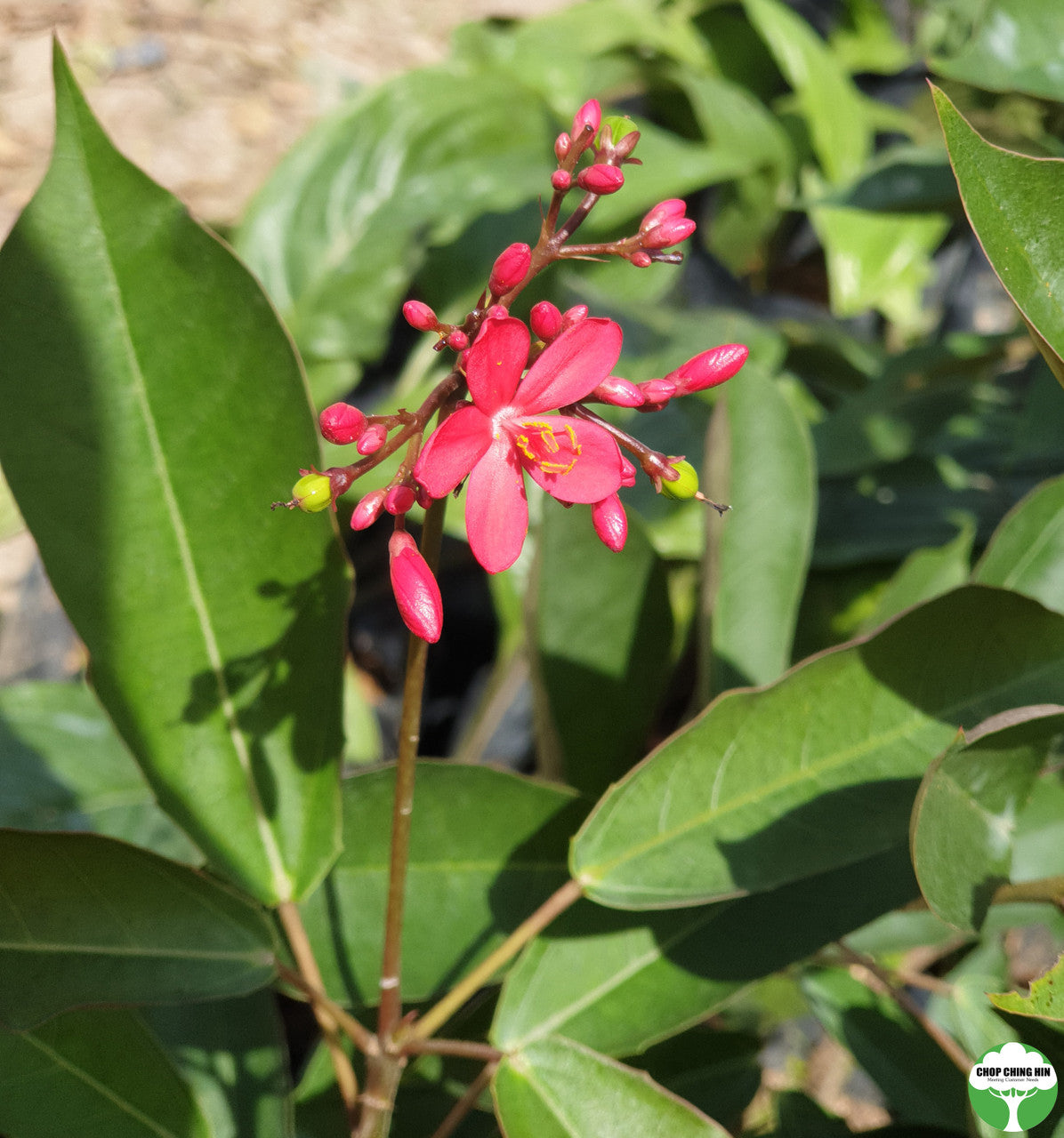 Jatropha integerrima
