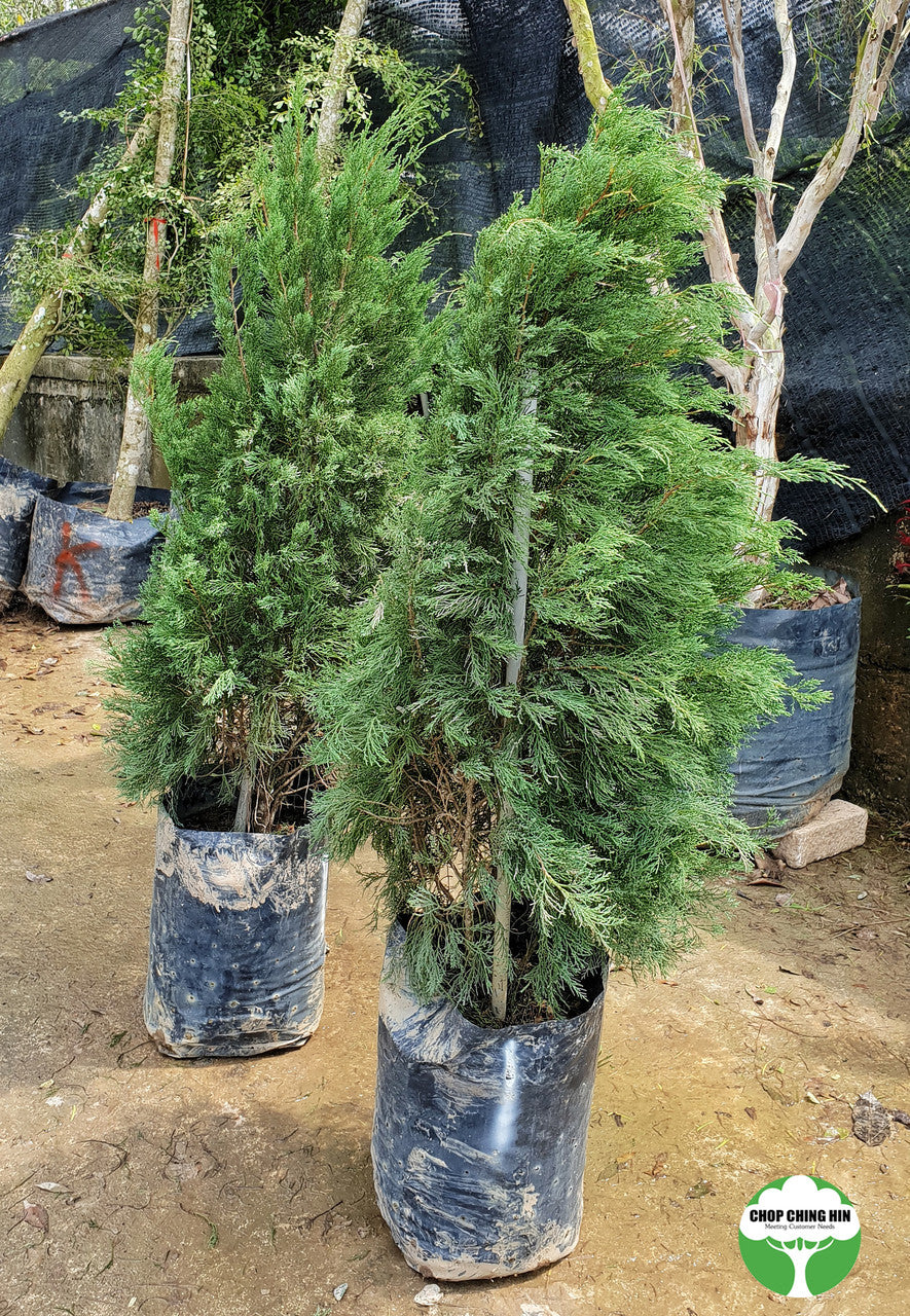 Juniperus chinensis